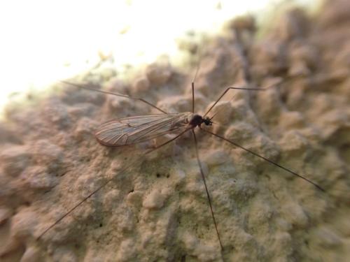 Trichocera regelationis